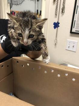 Rescue Domestic Short Hair Cats for Adoption in Long Beach, California - GIGGLES | PetCurious