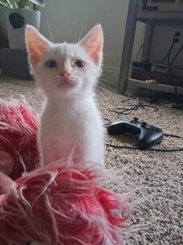 Cosmo Jr -  Domestic Medium Hair Cat for Adoption in Shrewsbury, Massachusetts - Cosmo Jr | PetCurious