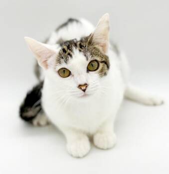 Turkish Van and Tabby Cats Available for Adoption in Bedford Hills, New York - Mochi Is Simply Magic!  Will Warm Any Heart!  VIDEO!! | PetCurious