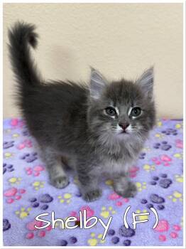 Tabby Cats Available for Adoption in Orange, California - Shelby | PetCurious