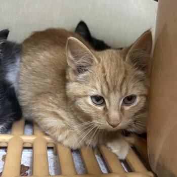 Rescue Domestic Short Hair Cats for Adoption in Blue Earth, Minnesota - Ivan | PetCurious