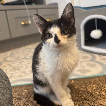 Rescue Domestic Short Hair Cats for Adoption in Missouri City, Texas - Dapper | PetCurious