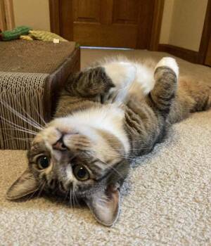 *Boo -  Domestic Short Hair Cat for Adoption in Hudson, New Hampshire - *Boo | PetCurious
