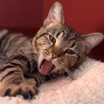 Domestic Short Hair Cats Available for Adoption - Cat The Cat | PetCurious