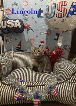 Lincoln -  Domestic Short Hair Cat for Adoption in Ben Avon, Pennsylvania - Lincoln | PetCurious