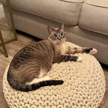 Siamese Cats Available for Adoption in Bentonville, Arkansas - Amy Rose | PetCurious