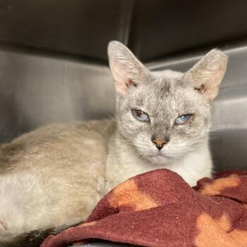 Siamese Cats Available for Adoption in Palm Springs, California - Nikki | PetCurious