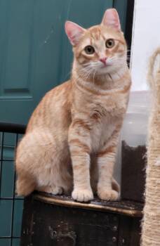 Cheetos -  Domestic Short Hair and Tabby Cat for Adoption in San Jose, California - Cheetos | PetCurious