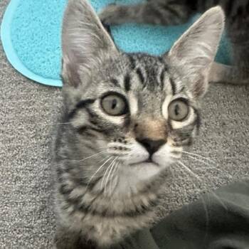 Eleanor -  Domestic Short Hair Cat for Adoption in Escondido, California - Eleanor | PetCurious