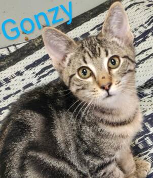 Tabby and Domestic Short Hair Cats Available for Adoption in Las Cruces, New Mexico - Gonzy | PetCurious