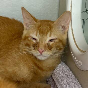 Jerry -  Domestic Short Hair Cat for Adoption in Yuma, Arizona - Jerry | PetCurious