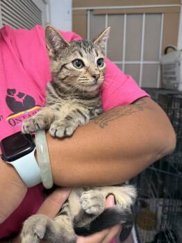 Kruz -  Domestic Short Hair Cat for Adoption in Ontario, California - Kruz | PetCurious