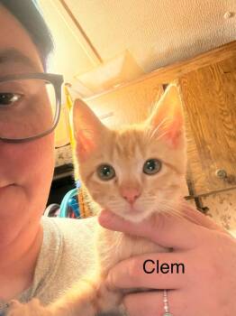 Clementine (Clem) -  Domestic Short Hair Cat for Adoption in Johnson City, Tennessee - Clementine (Clem) | PetCurious