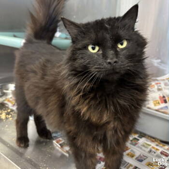 Rescue Domestic Long Hair Cats for Adoption in Washington, District Of Columbia - Goody | PetCurious