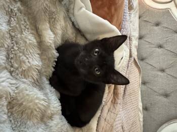 Rescue Domestic Short Hair Cats for Adoption in Nacogdoches, Texas - BENNY | PetCurious