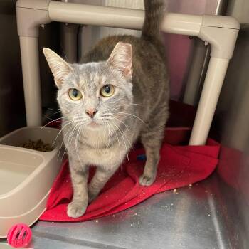 Rescue Domestic Short Hair Cats for Adoption in Benton Harbor, Michigan - Marceline | PetCurious