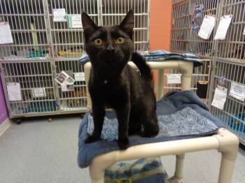 FAUCET -  Domestic Short Hair Cat for Adoption in Delhi, New York - FAUCET | PetCurious
