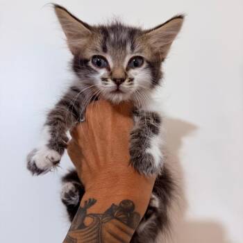 Echo Crock -  Domestic Long Hair Cat for Adoption in Eagle Mountain, Utah - Echo Crock | PetCurious