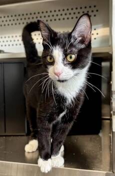 PONCHO -  Domestic Short Hair Cat for Adoption in Kalamazoo, Michigan - PONCHO | PetCurious