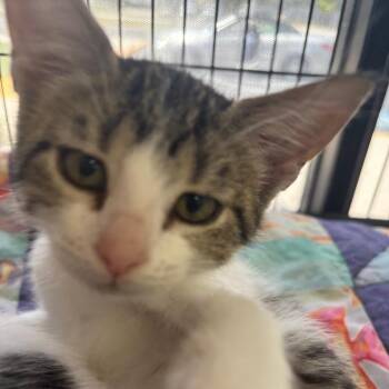 Domestic Short Hair Cats Available for Adoption in Lakeland, Florida - Pam | PetCurious