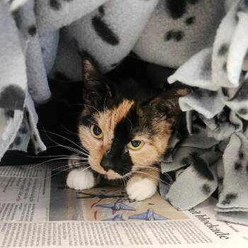 Domestic Short Hair Cats Available for Adoption in Brockton, Massachusetts - Gata | PetCurious