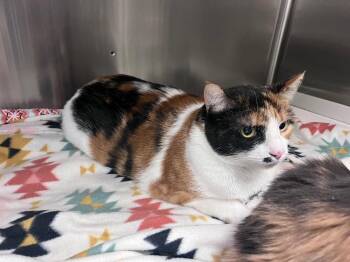 Domestic Short Hair Cats Available for Adoption in Twentynine Palms, California - Ozzy | PetCurious