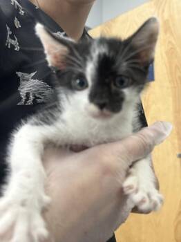 Elvis -  Domestic Short Hair Cat for Adoption in Fairhope, Alabama - Elvis | PetCurious