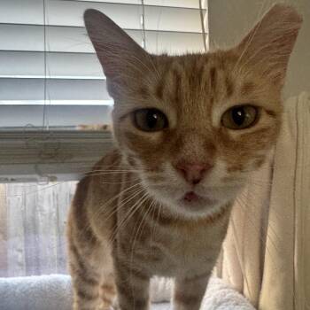 Ms. Marmalade -  Domestic Short Hair Cat for Adoption in Liverpool, Texas - Ms. Marmalade | PetCurious