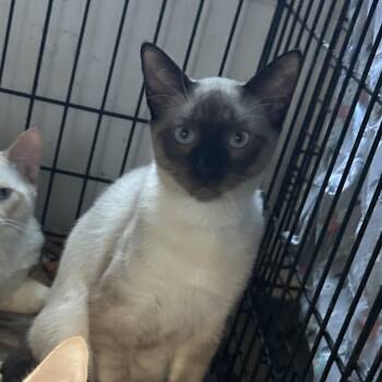 Rescue Siamese Cats for Adoption in Bridgeton, North Carolina - Drake | PetCurious