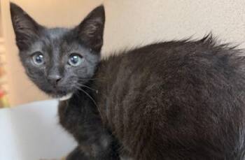 Domestic Short Hair Cats Available for Adoption in North Charleston, South Carolina - 91338A Nuit | PetCurious