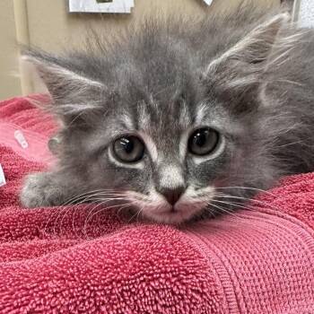 Gunny -  Domestic Medium Hair Cat for Adoption in Naperville, Illinois - Gunny | PetCurious