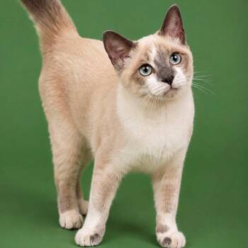 Chevron -  Siamese Cat for Adoption in Houston, Texas - Chevron | PetCurious