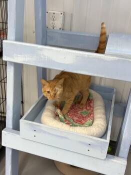 Aslan -  American Shorthair Cat for Adoption in Big Rapids, Michigan - Aslan | PetCurious