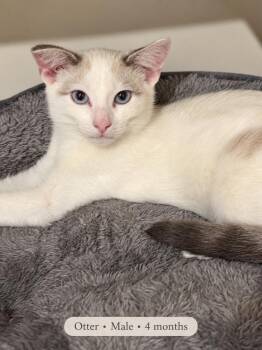Otter and Karl -  Domestic Short Hair Cat for Adoption - Otter And Karl | PetCurious