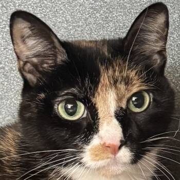 Creature Feature -  Domestic Short Hair Cat for Adoption in Chicago, Illinois - Creature Feature | PetCurious