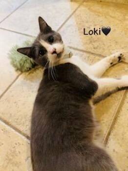 Loki -  Tabby Cat for Adoption in San Antonio, Texas - Loki | PetCurious