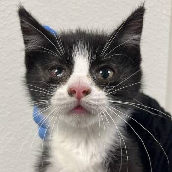 MJ -  Domestic Short Hair Cat for Adoption in Harrisonburg, Virginia - MJ | PetCurious