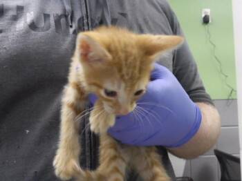 LAFORGE -  Domestic Short Hair Cat for Adoption in Omaha, Nebraska - LAFORGE | PetCurious