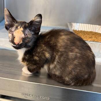 Carey -  Domestic Short Hair Cat for Adoption in West Palm Beach, Florida - Carey | PetCurious