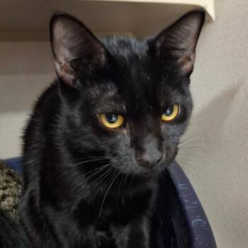 Pintel -  Domestic Short Hair Cat for Adoption in Lakeland, Florida - Pintel | PetCurious