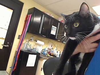Domestic Short Hair Cats Available for Adoption in Cookeville, Tennessee - SIERRA | PetCurious