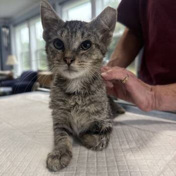 Rescue Domestic Short Hair Cats for Adoption in Woodstock, Virginia - CeCe DeVille Rayburn | PetCurious