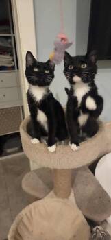 Rescue Domestic Short Hair Cats for Adoption in Manchester, Connecticut - Mirabel And Julieta! | PetCurious