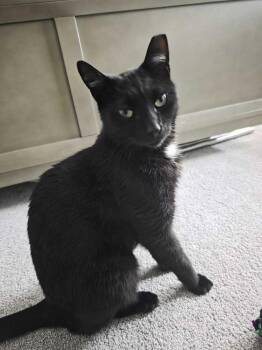 Slinky -  Domestic Short Hair Cat for Adoption in Milltown, New Jersey - Slinky | PetCurious