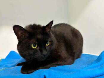 Azar -  Domestic Short Hair Cat for Adoption in Delson, Quebec - Azar | PetCurious