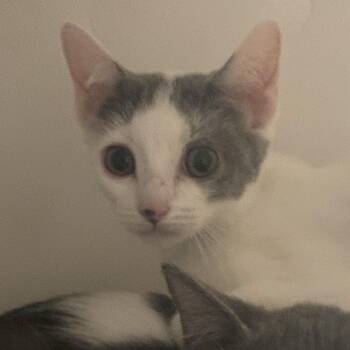 Sakura -  Domestic Short Hair Cat for Adoption in Reno, Nevada - Sakura | PetCurious