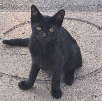 Spooky -  Domestic Short Hair Cat for Adoption in Des Moines, Iowa - Spooky | PetCurious