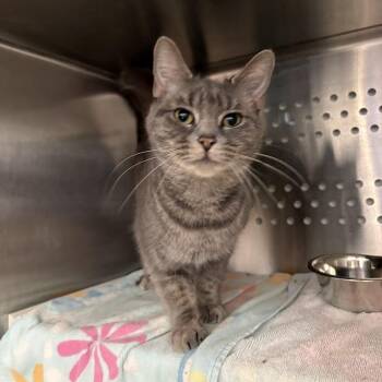 Cleo -  Domestic Short Hair Cat for Adoption in Pittsburgh, Pennsylvania - Cleo | PetCurious