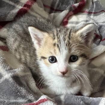 Mercury -  Domestic Short Hair Cat for Adoption in Huntsville, Alabama - Mercury | PetCurious