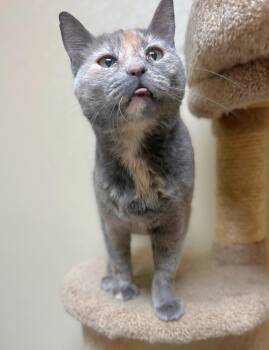Rescue Domestic Short Hair Cats for Adoption in Quincy, Illinois - Olive | PetCurious